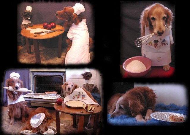 Canine Pastry chefs